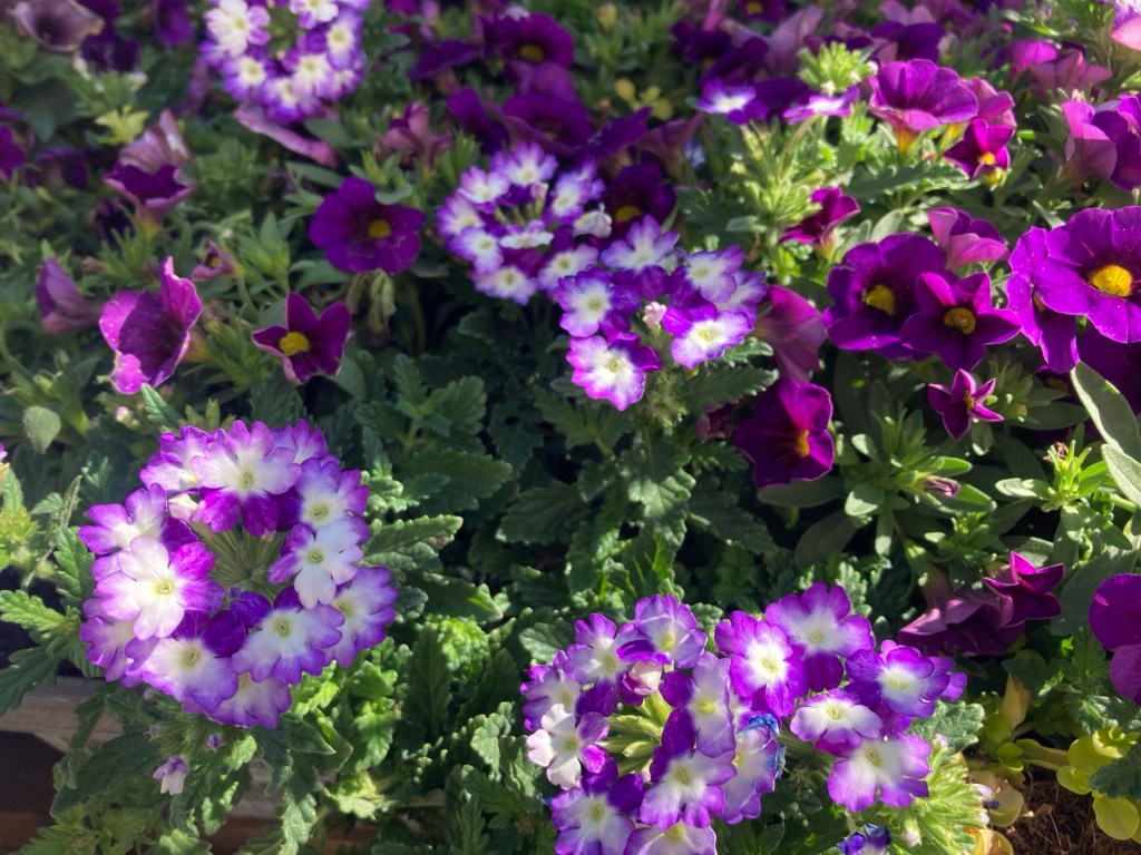 A Postcard – A to Z Blogging Challenge (Day –&nbsp;6F)