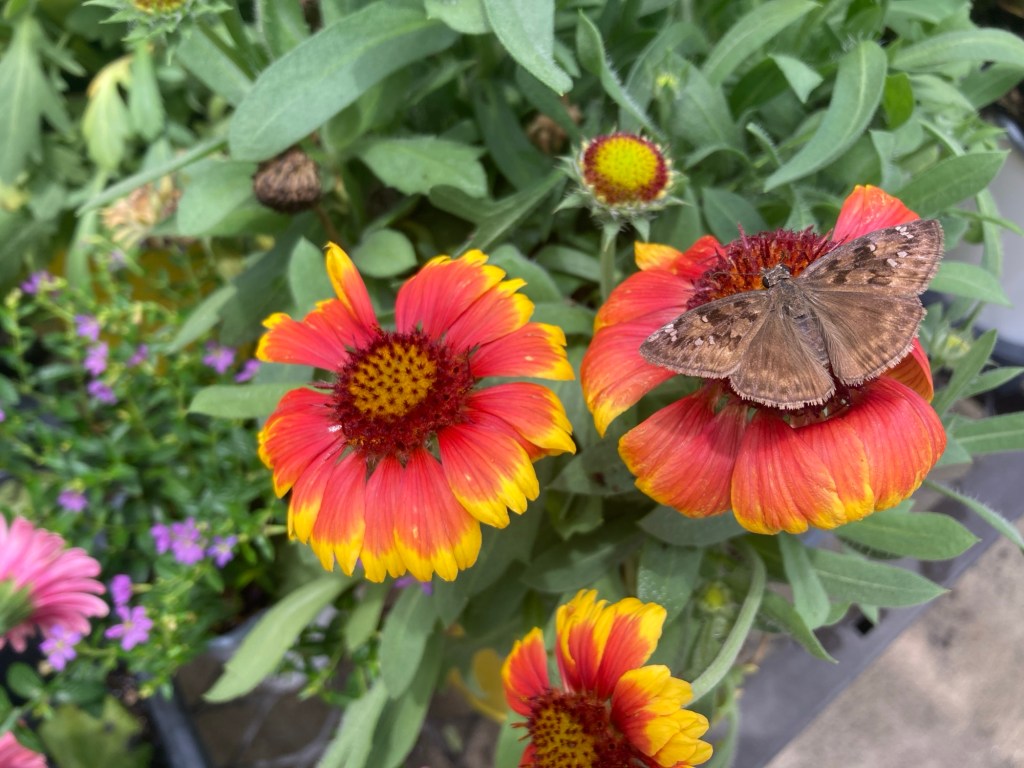 A Postcard – Butterfly or&nbsp;Moth?