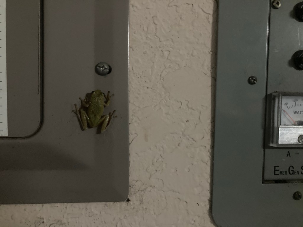 Photo Journal –&nbsp;Froggies