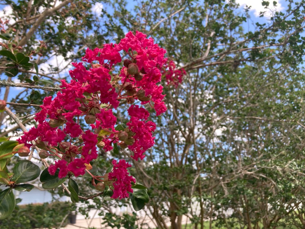 A Postcard – Summer Shrub