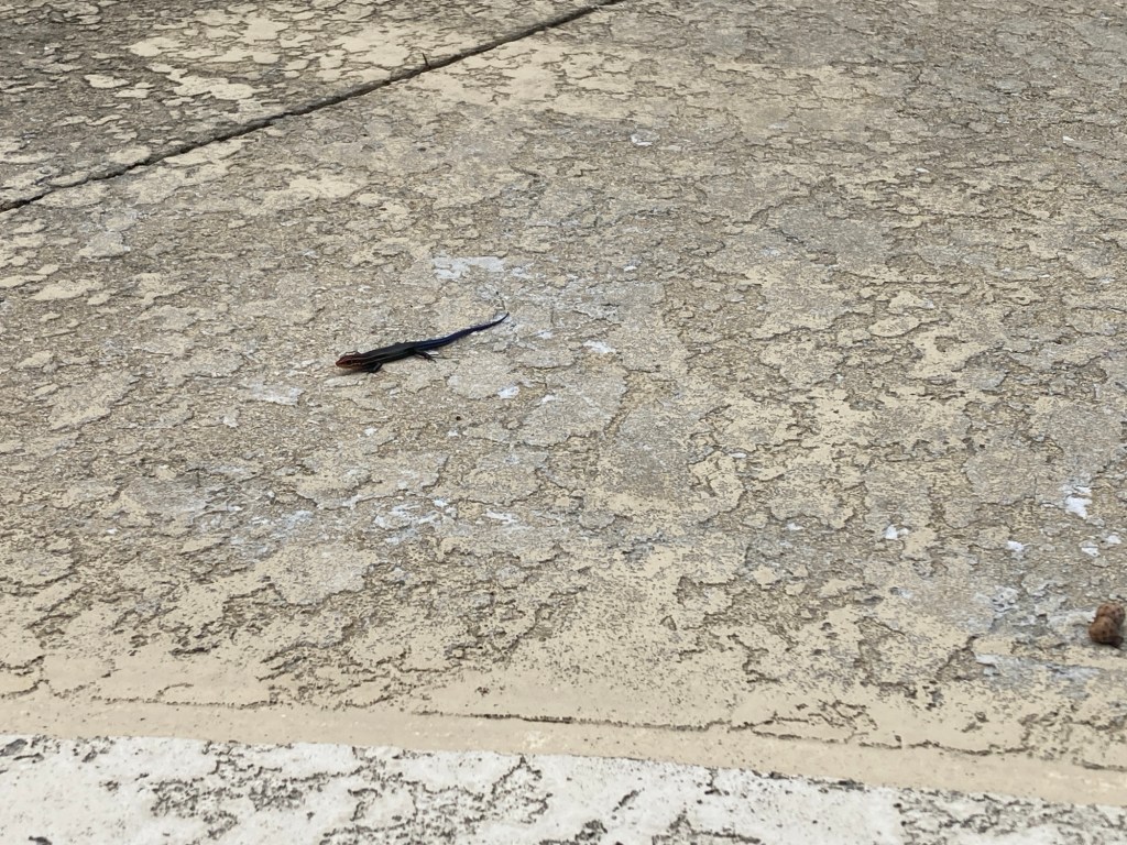 A Postcard – The Poolside Chronicles&nbsp;-7/15/2025-