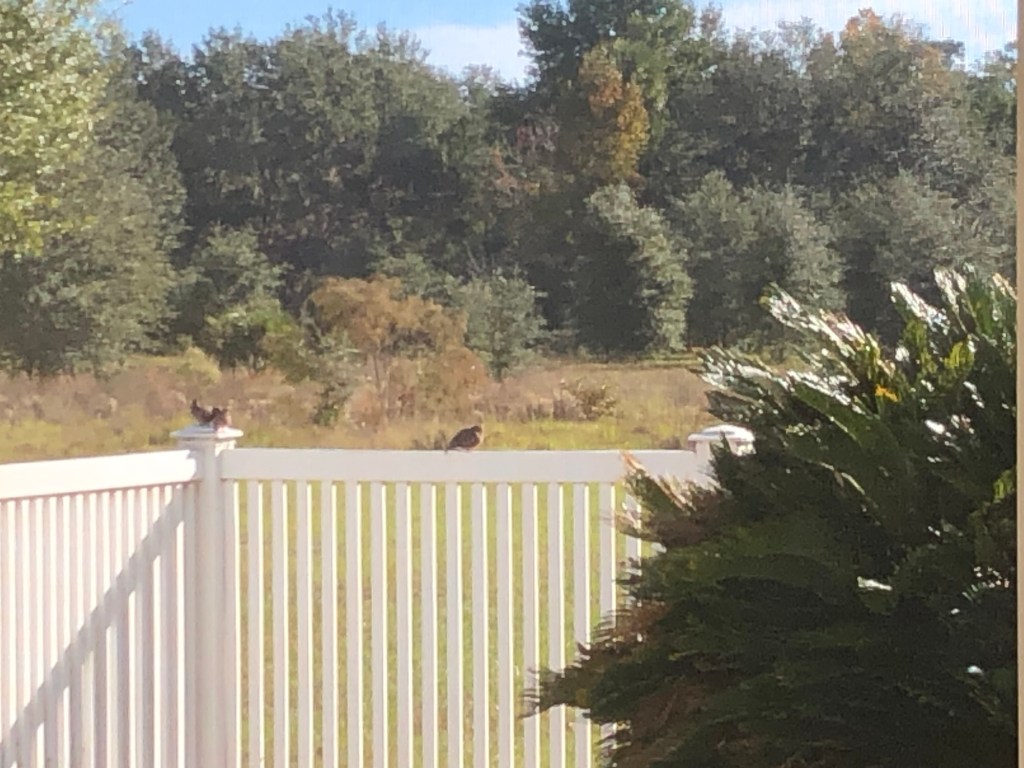 A Postcard – The Poolside Chronicles&nbsp;-11/8/25-